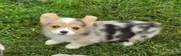 Welsh Corgi Pembroke dogs for sale: Gorgeous George  - Ad 6