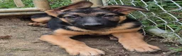 German Shepherd dogs for sale: German Shepherd 1 - Ad 3