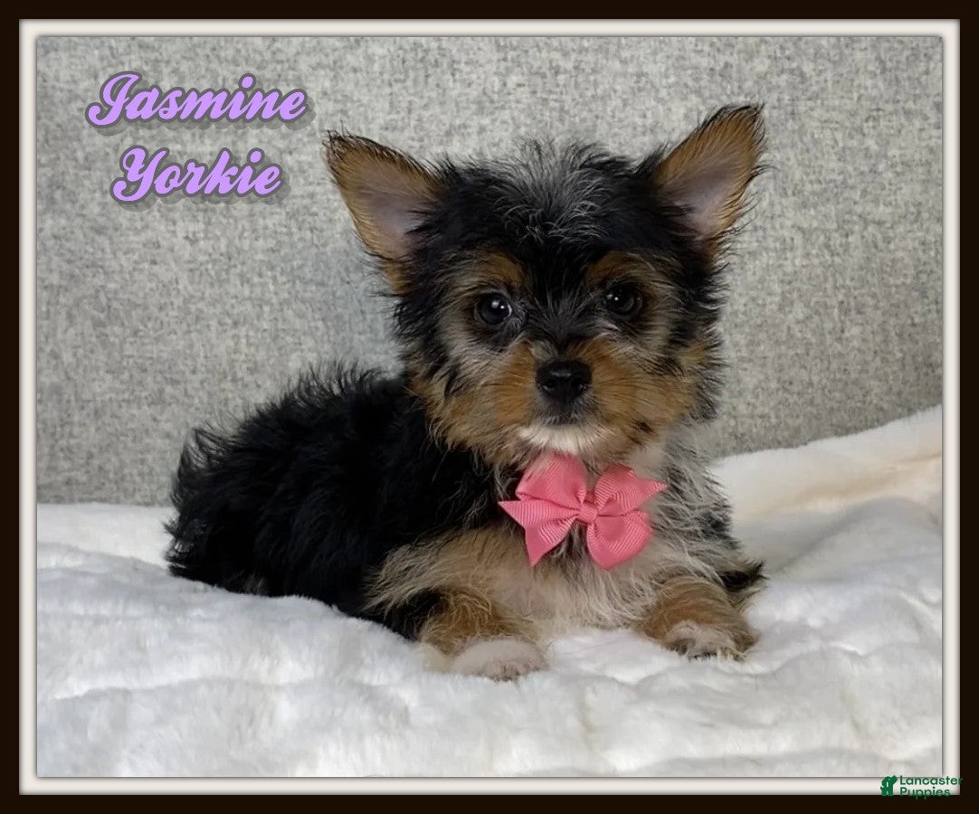 Yorkshire Terrier dogs Jasmine - Ad 1