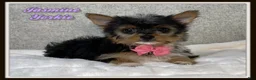 Yorkshire Terrier dogs for sale: Jasmine - Ad 1