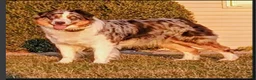 Australian Shepherd dogs for sale: Anika Star - Ad 4