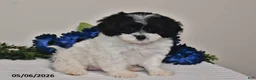 Shihpoo dogs for sale: Amber - Ad 3