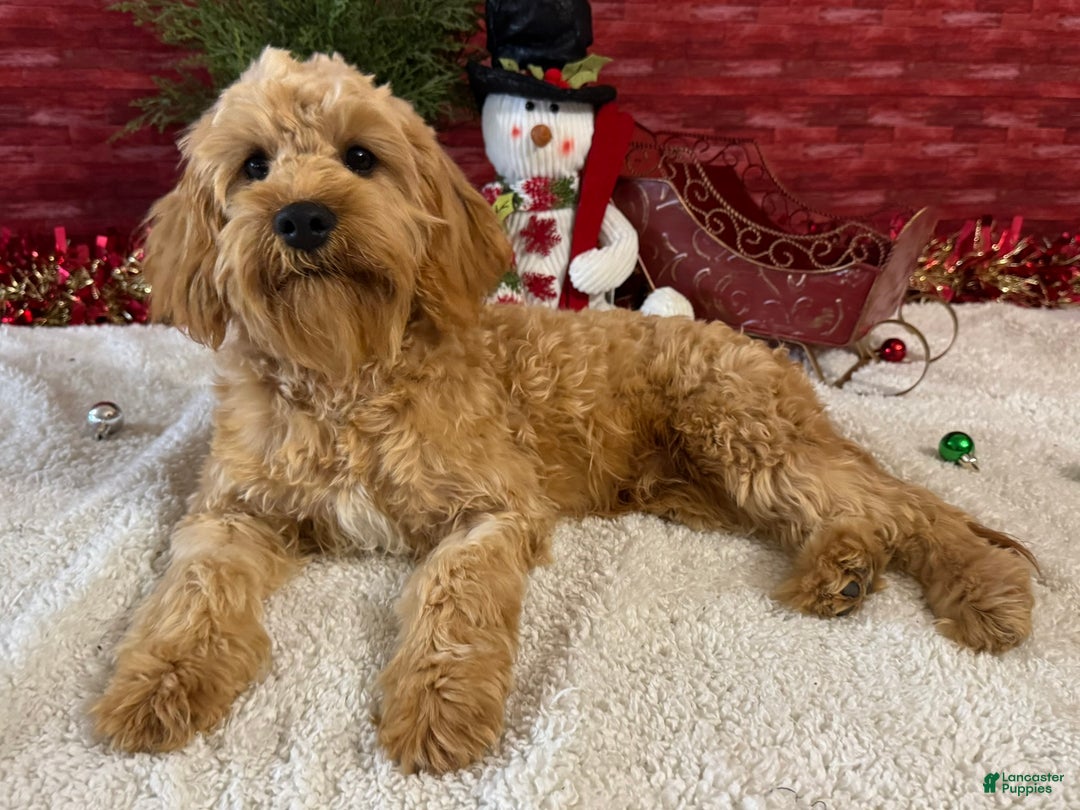 Cavapoo dogs for sale: Ezra - Ad 3