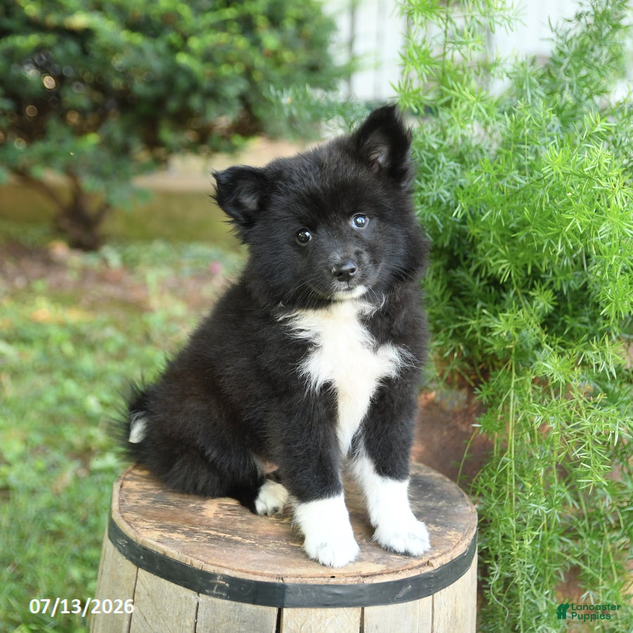 Mixed Breed dogs for sale: Emerald - Ad 4