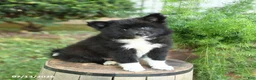 Mixed Breed dogs for sale: Emerald - Ad 1