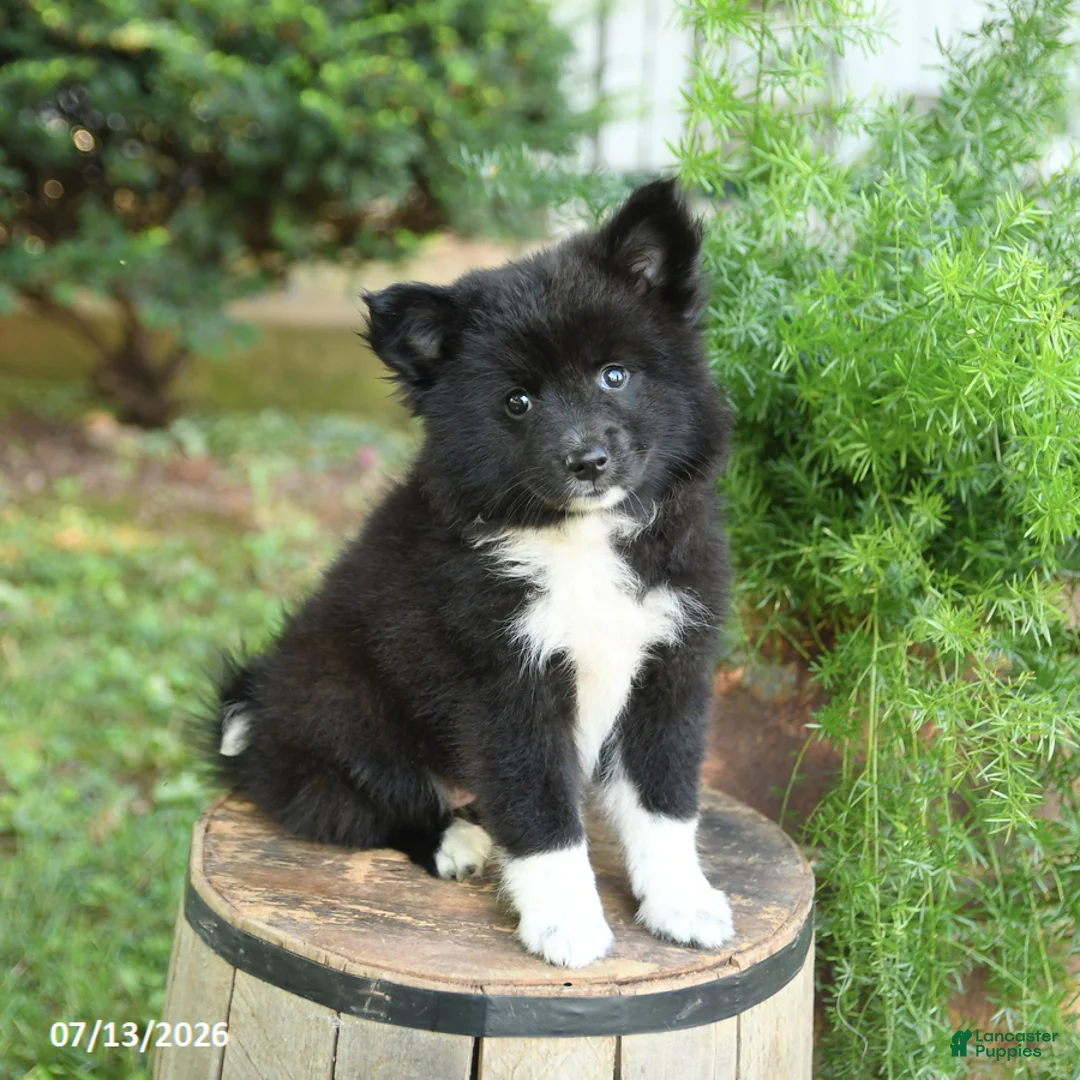 Mixed Breed dogs for sale: Emerald - Ad 1
