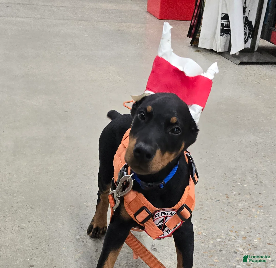 Gallery Image {{count}}