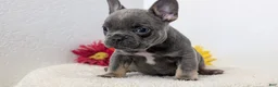 French Bulldog dogs for sale: Teddy - Ad 13