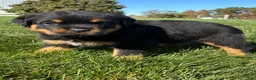 Rottweiler dogs for sale: Ranger - Ad 3