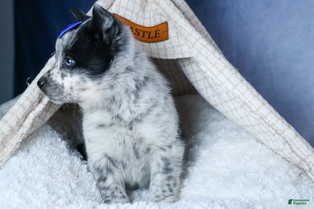 Mixed Breed dogs for sale: DIAMOND - Ad 6