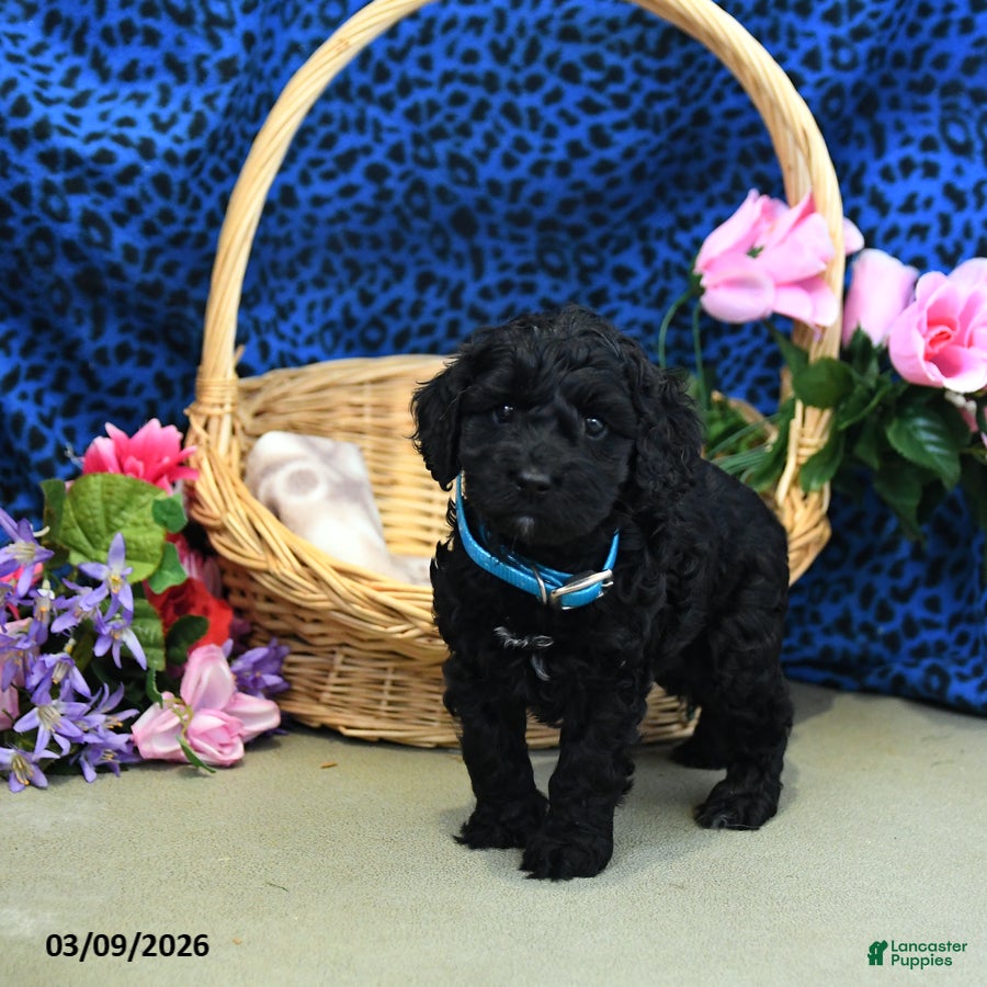 Cockapoo dogs Frankie - Ad 2