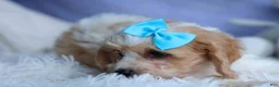 Cavachon dogs for sale: RUSTY - Ad 10