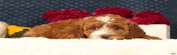 Cavapoo dogs for sale: Sierra - Ad 6