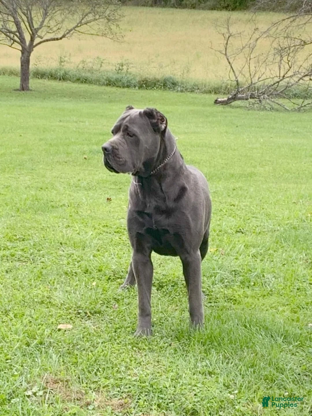Cane Corso dogs for sale: Cane Corso Puppy 1 - Blue Boy - Ad 3