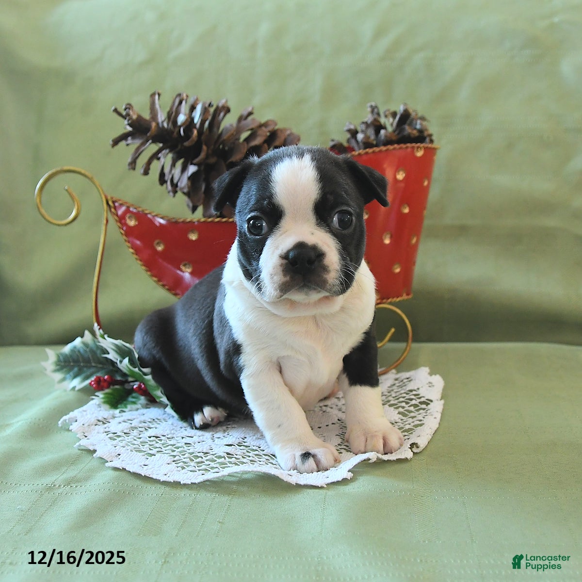 Boston Terrier dogs Dancer - Ad 5