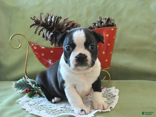 Boston Terrier dogs Dancer - Ad 5