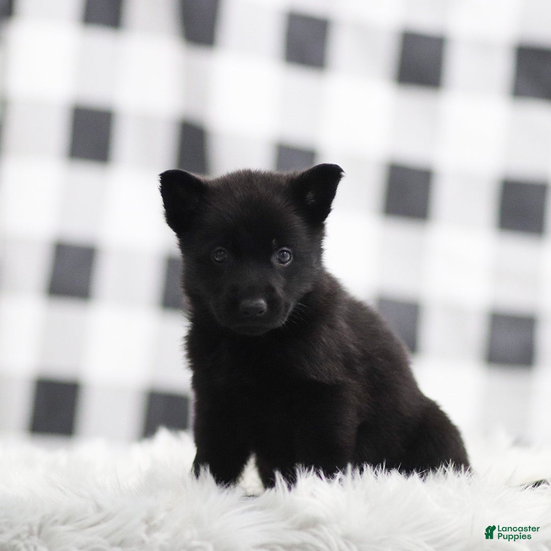 German Shepherd dogs for sale: Frank - Ad 1