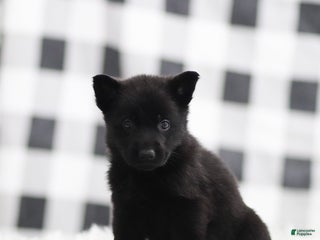 German Shepherd dogs Frank - Ad 3