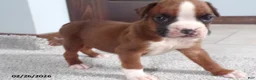 Boxer dogs for sale: Wrangler - Ad 6
