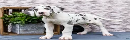 Great Dane dogs for sale: Kelly - Ad 4