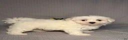 Maltese dogs for sale: Cody - Ad 5