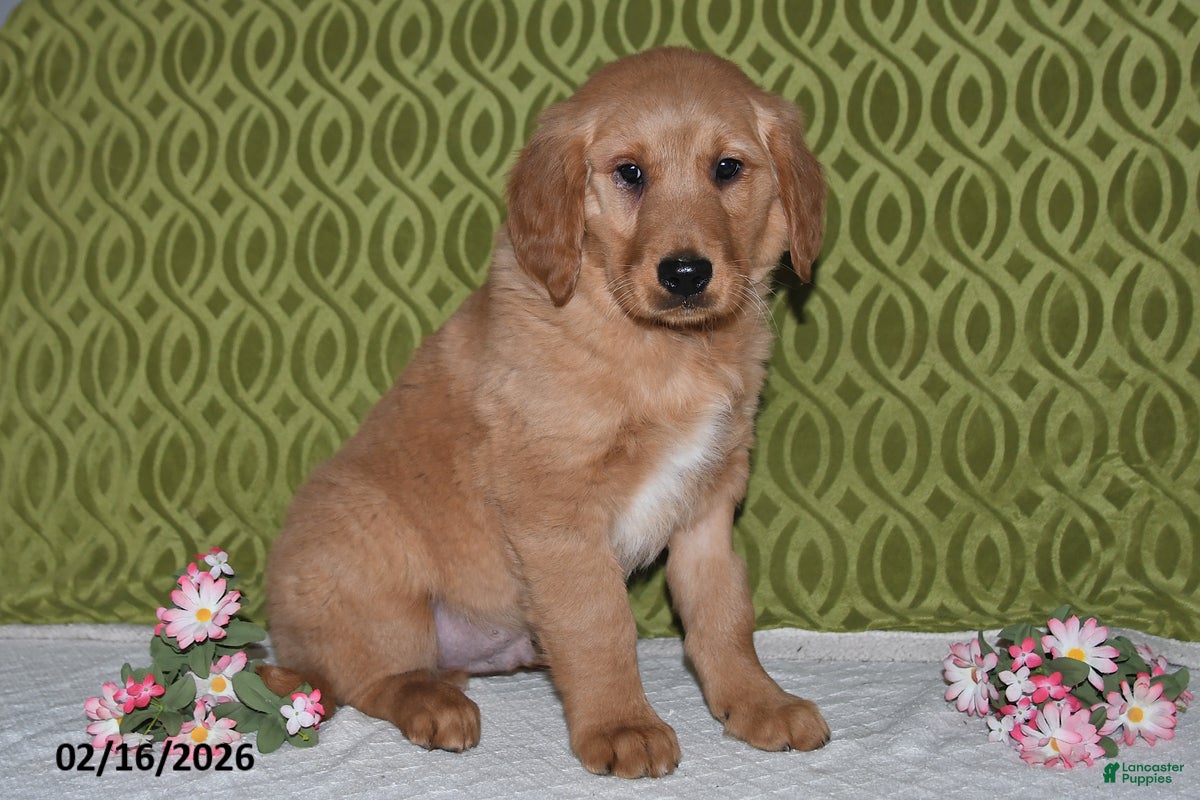 Golden Retriever dogs Echo - Ad 2