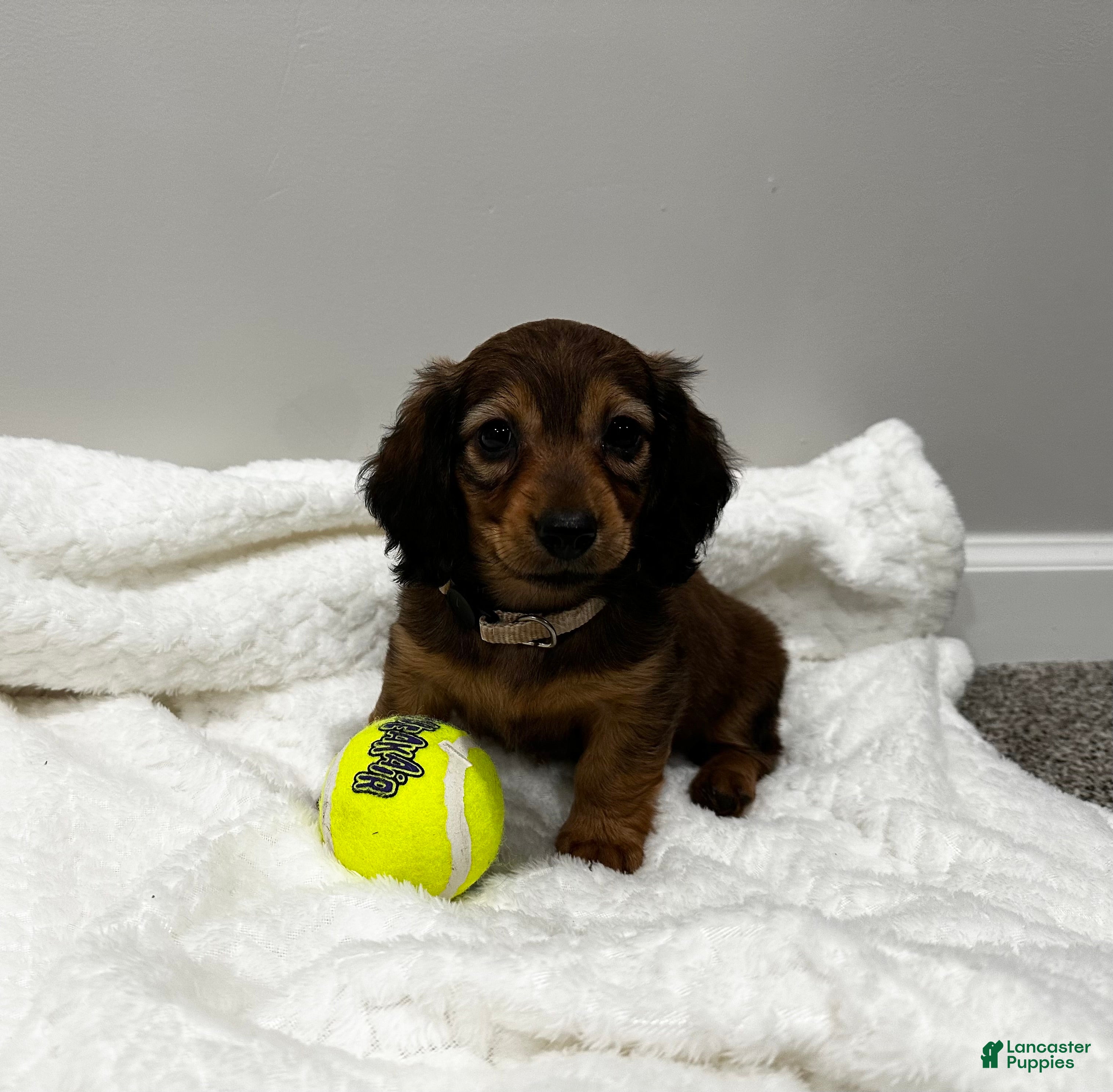 Miniature Dachshund dogs Dixie - Ad 17