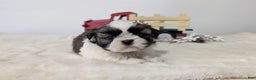 Shih Tzu dogs for sale: Tyson - Ad 2
