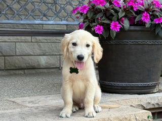 Golden Retriever dogs - Ad 32