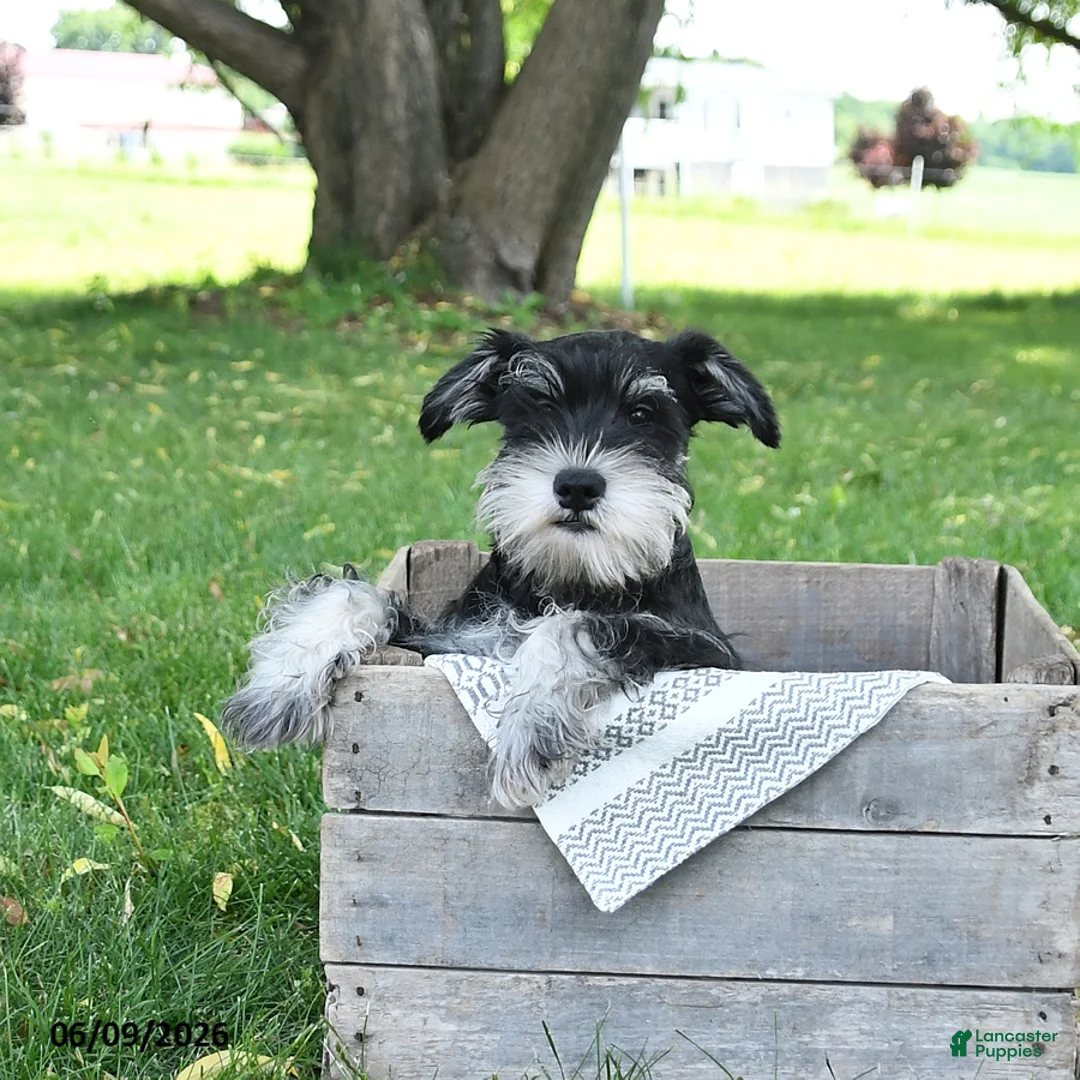Miniature Schnauzer dogs for sale: George - Ad 5