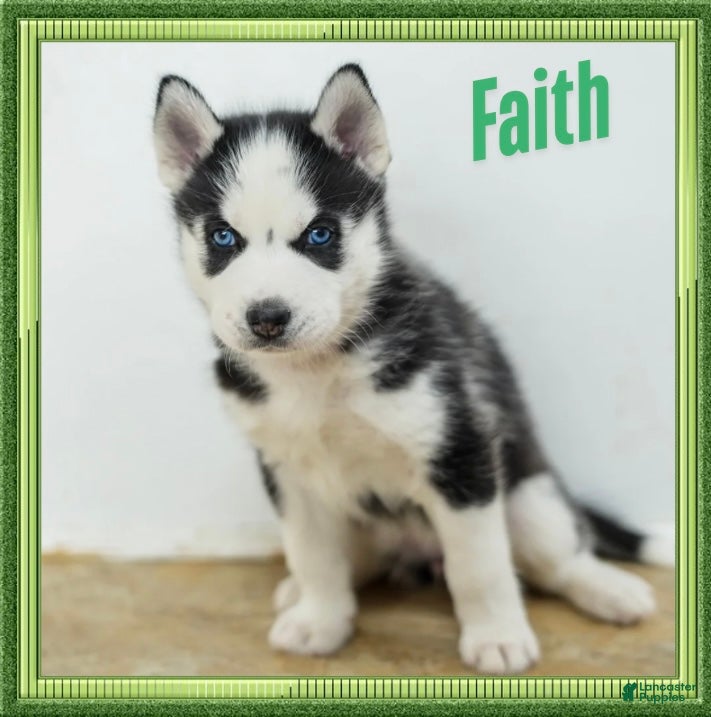 Siberian Husky dogs Faith - Ad 1