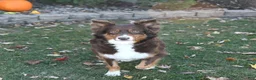 Australian Shepherd dogs for sale: Dusty - Ad 6
