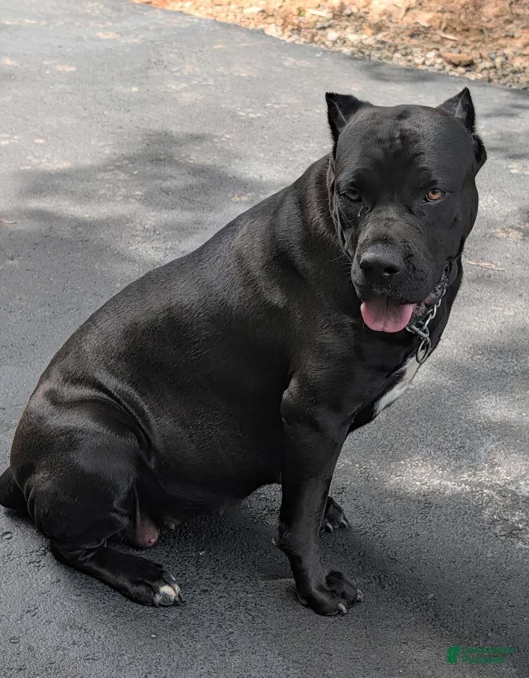 Cane Corso dogs for sale: Cane Corso 3 - Ad 2