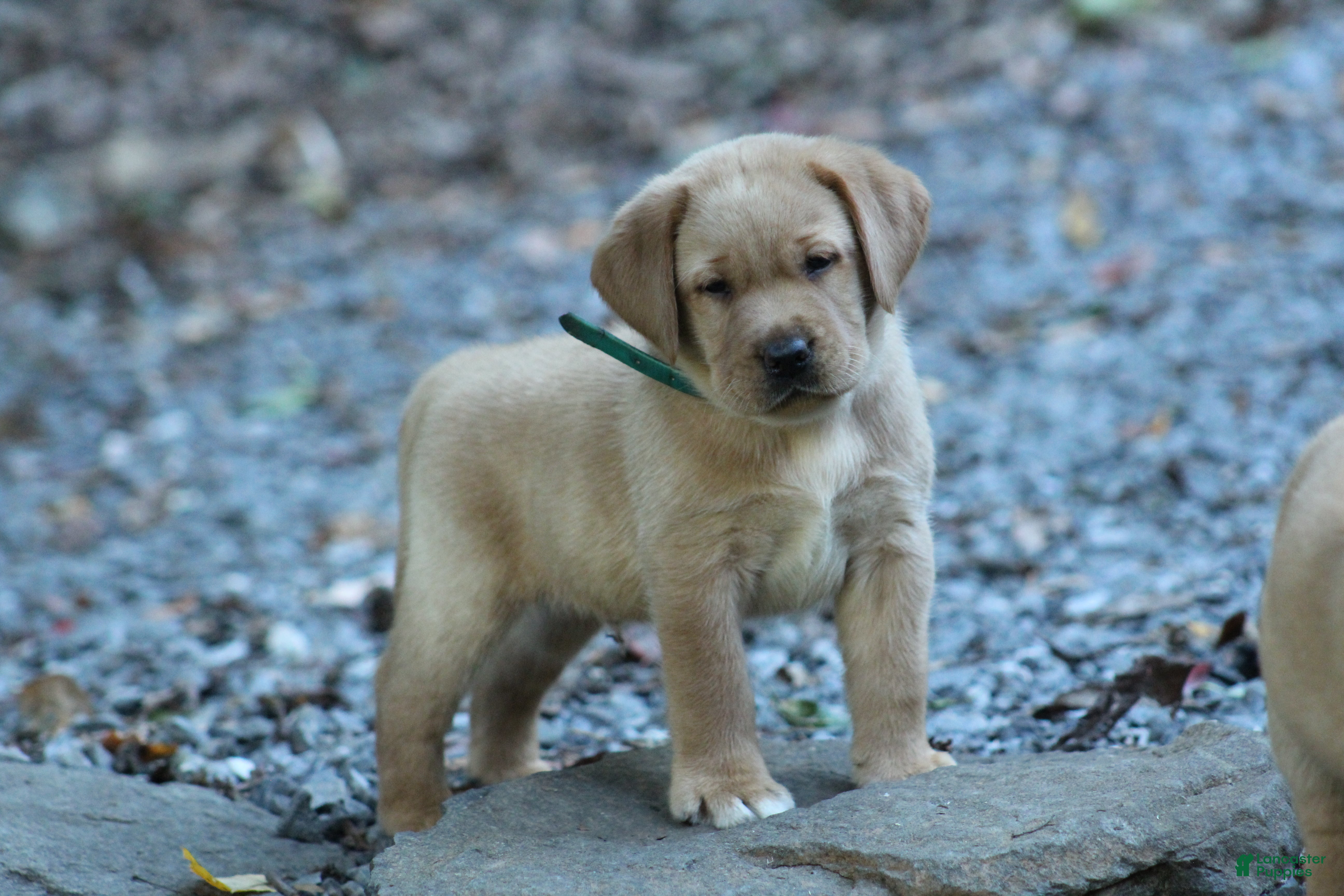 Labrador Retriever dogs Prince - Ad 2
