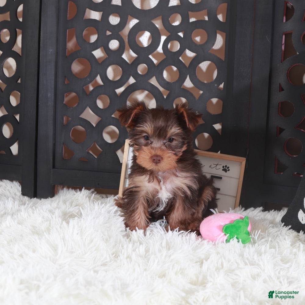 Yorkshire Terrier dogs Yorkshire Terrier Charlotte - Ad 23