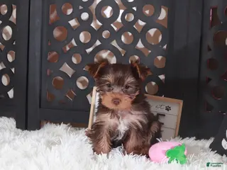 Yorkshire Terrier dogs Yorkshire Terrier Charlotte - Ad 15