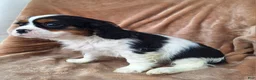 Cavalier King Charles Spaniel dogs for sale: Max - Ad 3