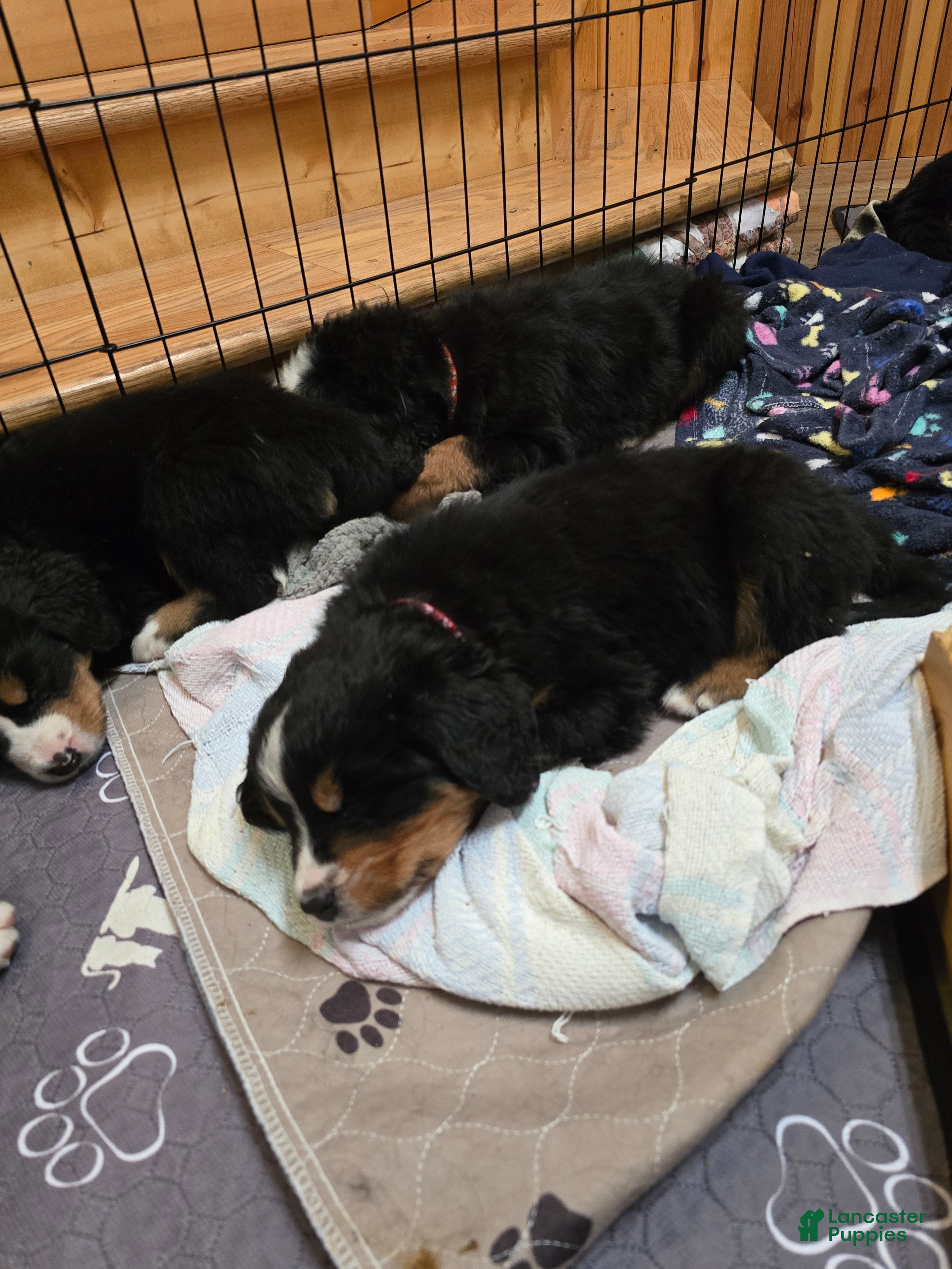 Bernese Mountain Dog dogs Red - Ad 2