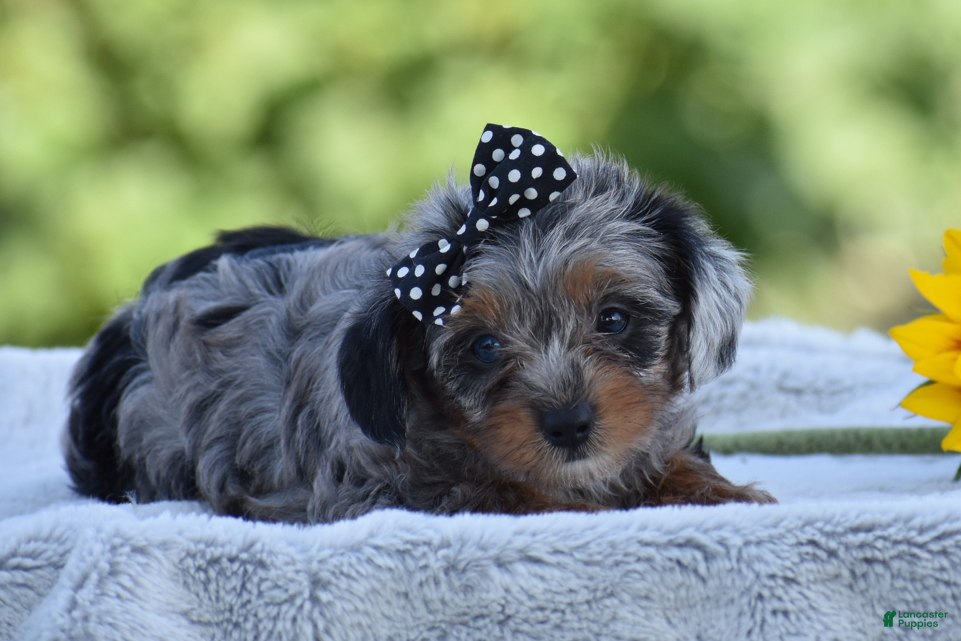 Yorkiepoo dogs Arik - Ad 2