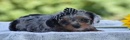 Yorkiepoo dogs for sale: Arik - Ad 2