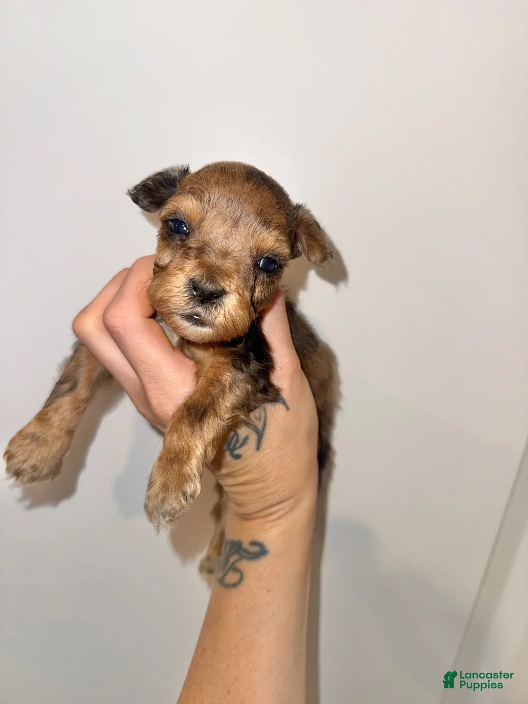 Miniature Schnauzer dogs for sale: Sable & rust Merle male - Ad 1