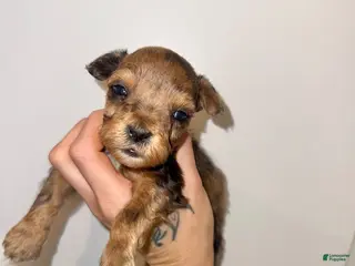 Miniature Schnauzer dogs Sable & rust Merle male - Ad 7