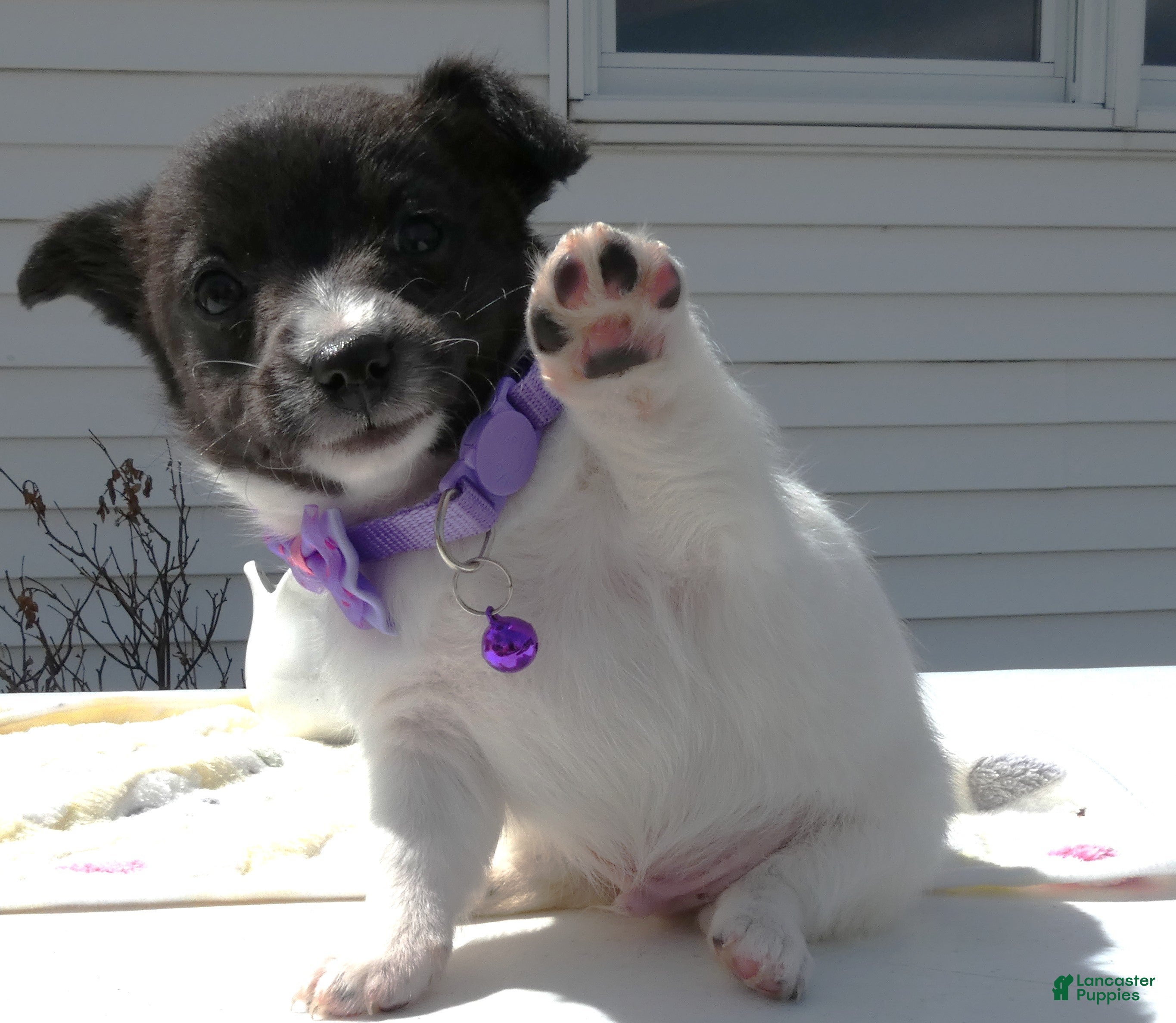 Jack Russell Terrier dogs Jack Russell Terrier Puppy 1 Scobby - Ad 9