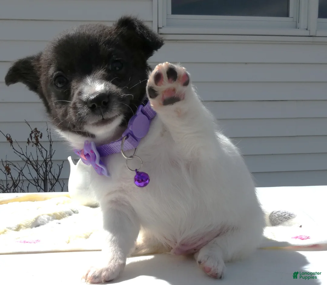 Jack Russell Terrier dogs for sale: Jack Russell Terrier Puppy 1 Scobby - Ad 1