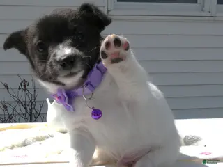 Jack Russell Terrier dogs Jack Russell Terrier Puppy 1 Scobby - Ad 9