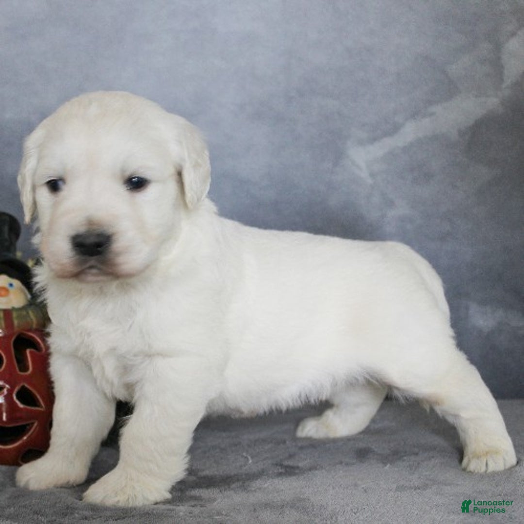 Golden Retriever dogs for sale: Alex - Ad 3