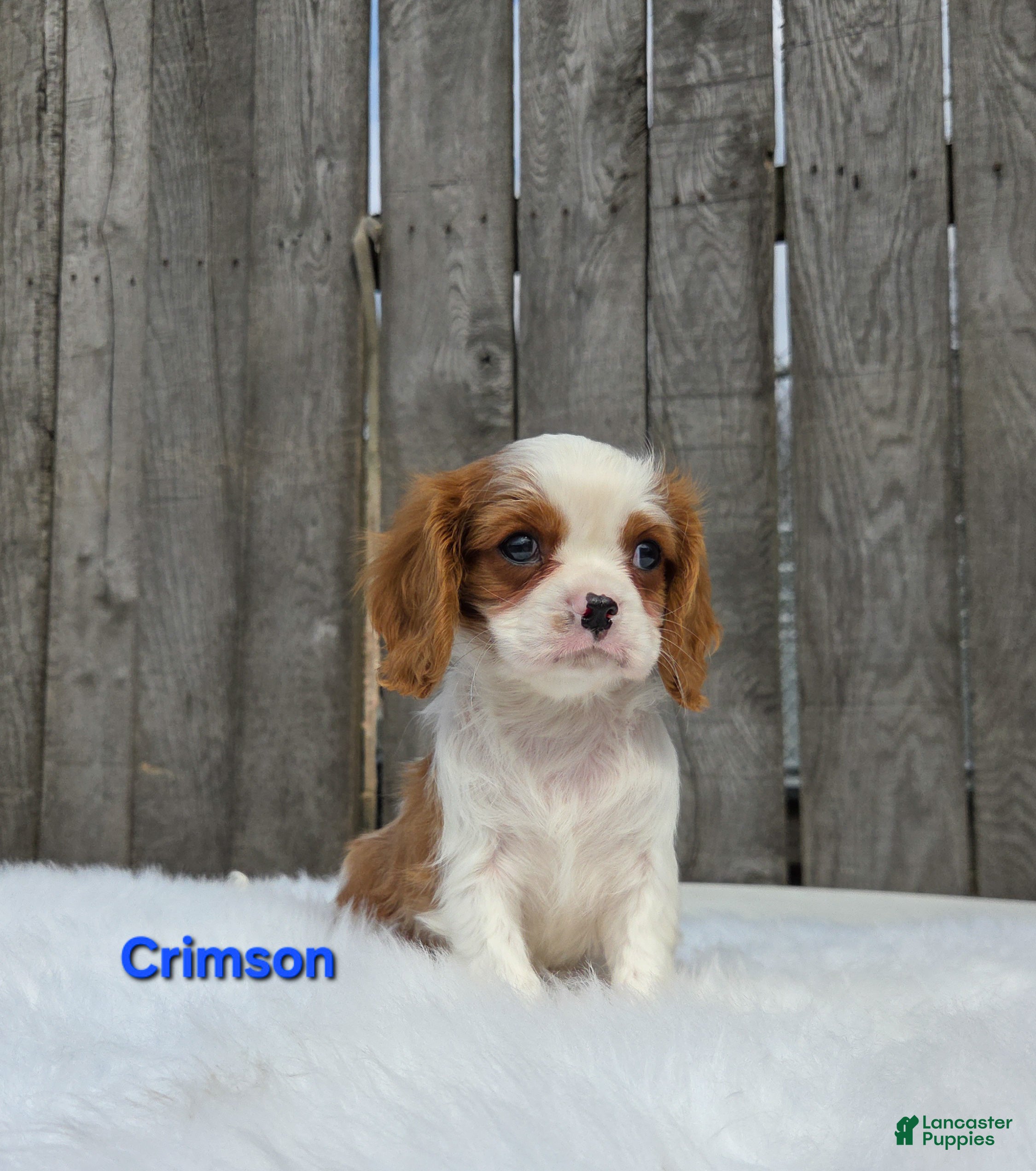 Cavalier King Charles Spaniel dogs Crimson - Ad 2