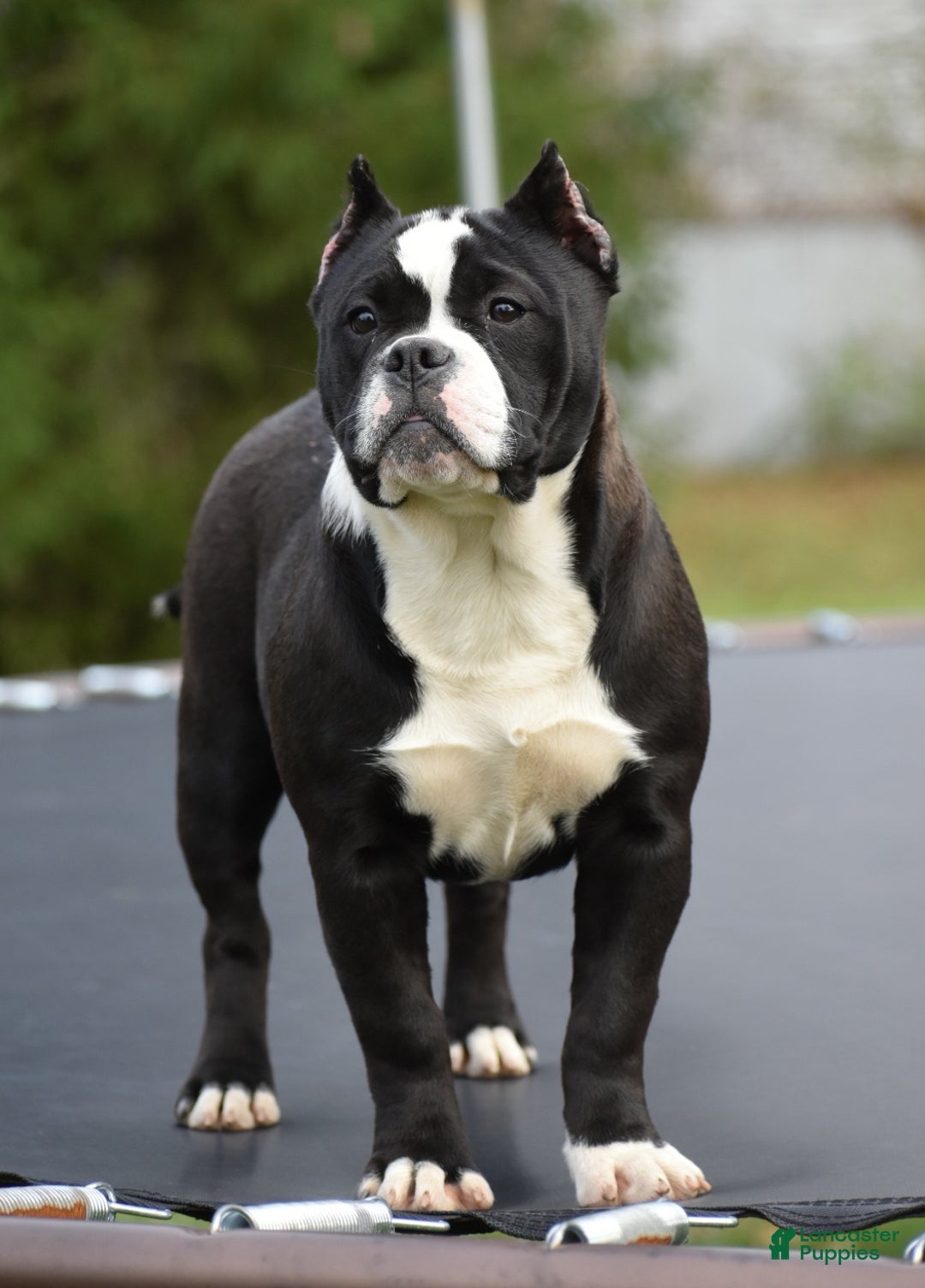 Mixed Breed dogs for sale: Prettia bully bulldog hybrid  - Ad 4