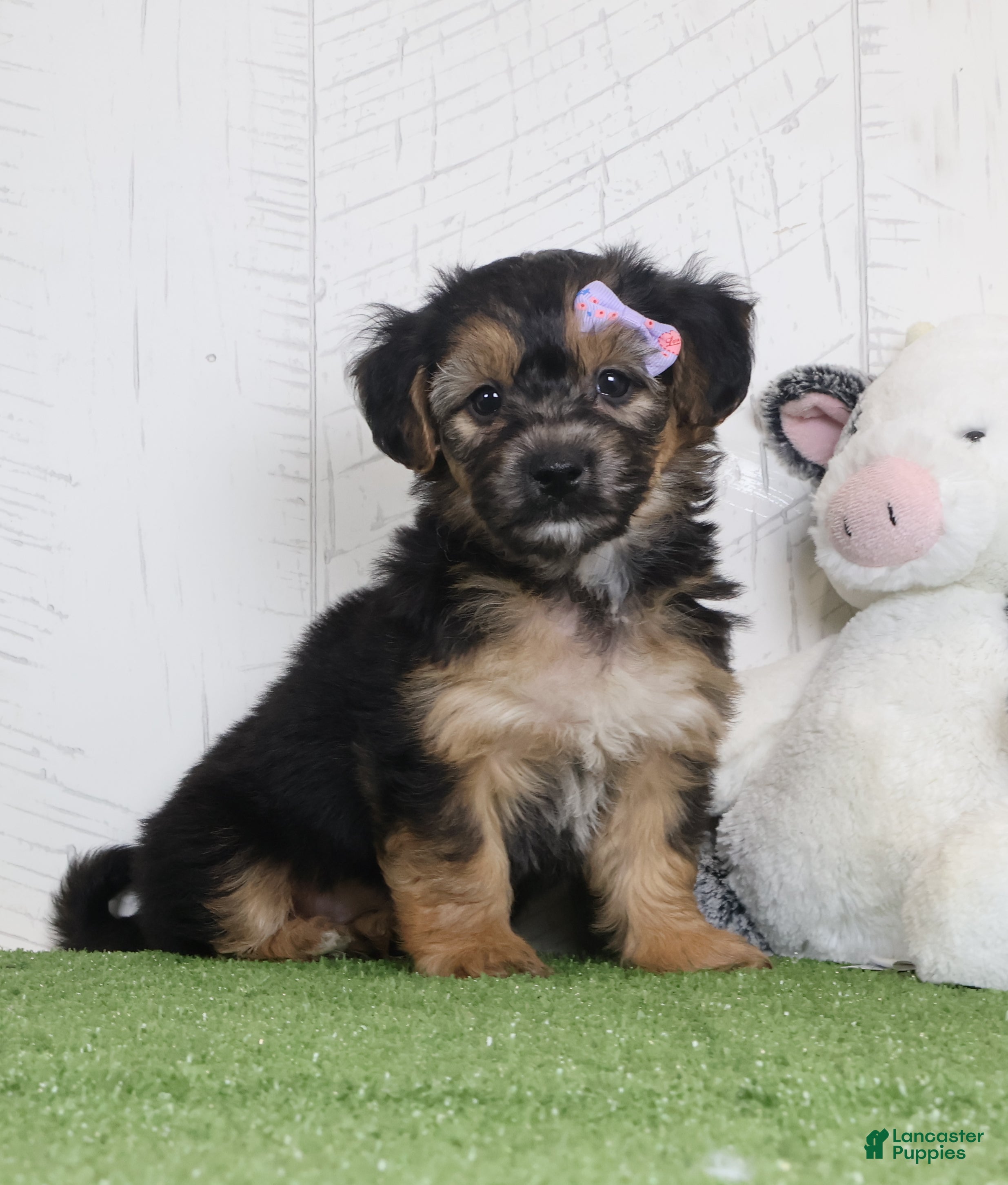 Yochon dogs for sale: Piper - Ad 1