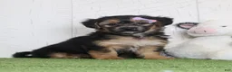 Yochon dogs for sale: Piper - Ad 1